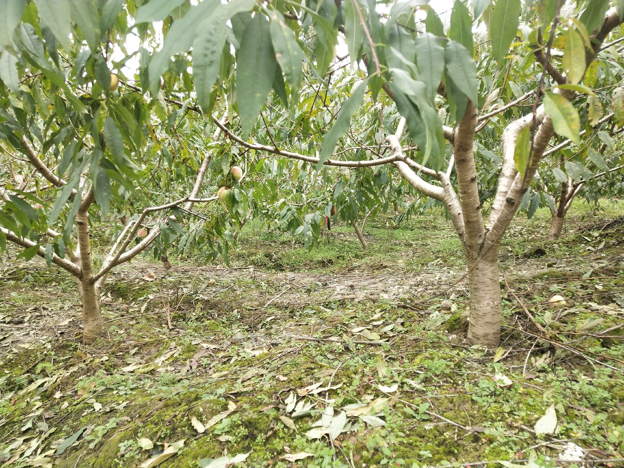 河南三门峡陕州区一处有机冬桃园,两名果农身着保暖工装,正使用修枝剪对3年生冬桃树进行冬季整形修剪:一人主剪,去除内膛过密枝、病枯枝及细弱果枝;另一人配合清理落地枝条。树体呈开心形结构,主干清晰,枝条分布均匀,地面覆盖褐色秸秆碎屑,远处可见覆膜越冬的幼树苗圃 河南果农进行冬桃冬季修剪作业