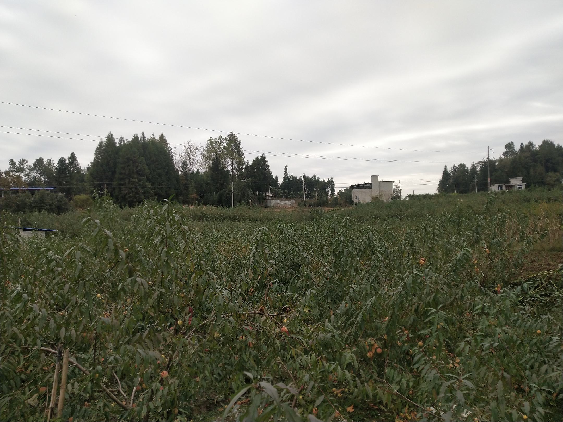 展示不同冬桃品种的成熟时间对比,帮助种植者选择适合当地气候的品种 冬桃成熟期对比图