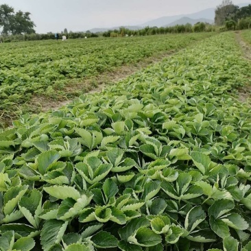 脱毒草莓苗奶油草莓苗包技术可签合同量大从优包成活