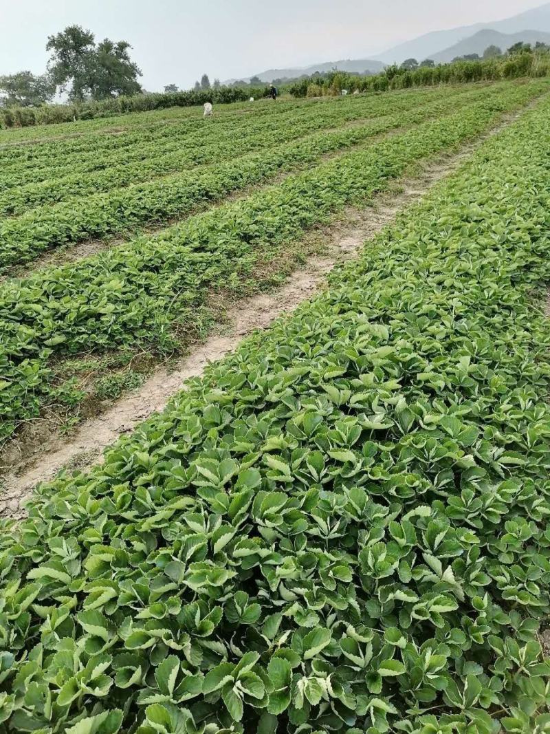 脱毒草莓苗奶油草莓苗包技术可签合同量大从优包成活