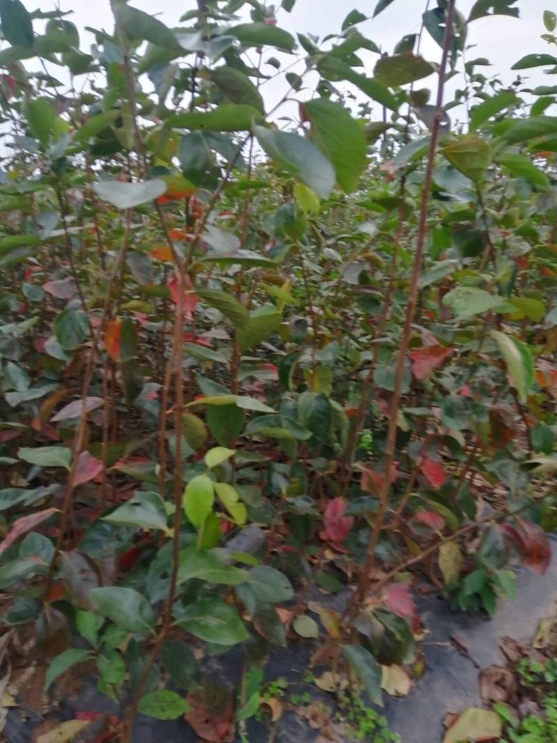 基地直供日本脆甜柿嫁接苗现挖现发保湿发货送生根粉