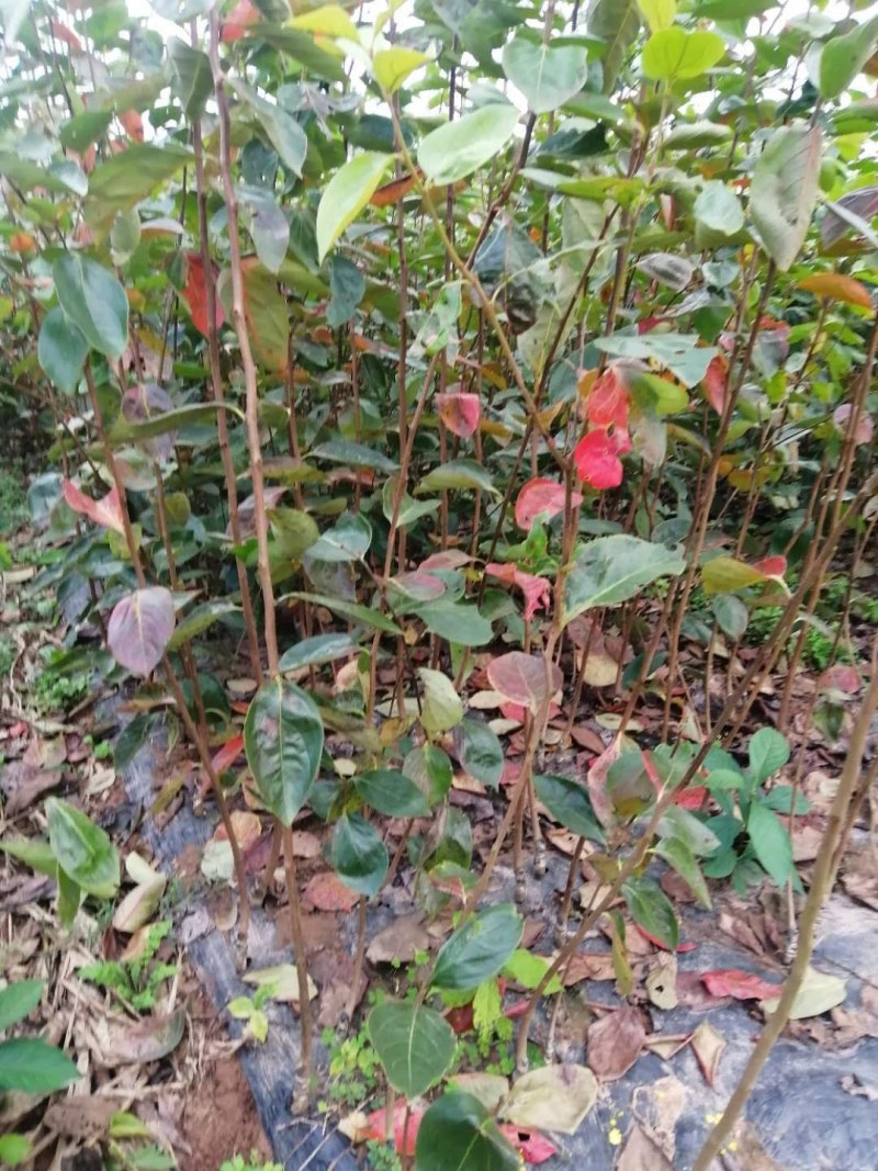 基地直供日本脆甜柿嫁接苗现挖现发保湿发货送生根粉