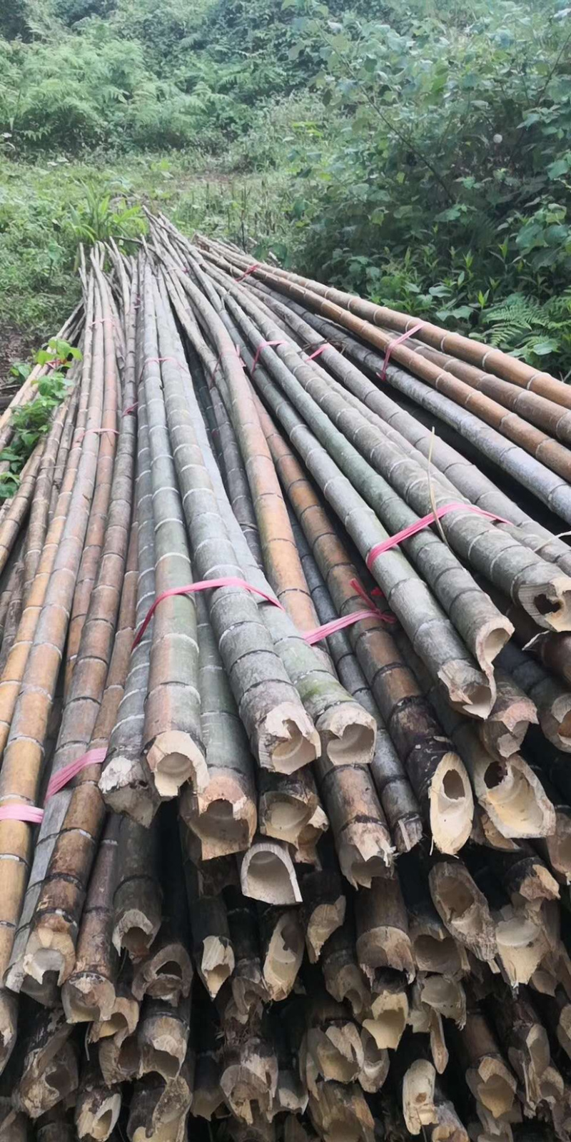 精品4米至6米小竹头撑果树绿化杆香蕉杆