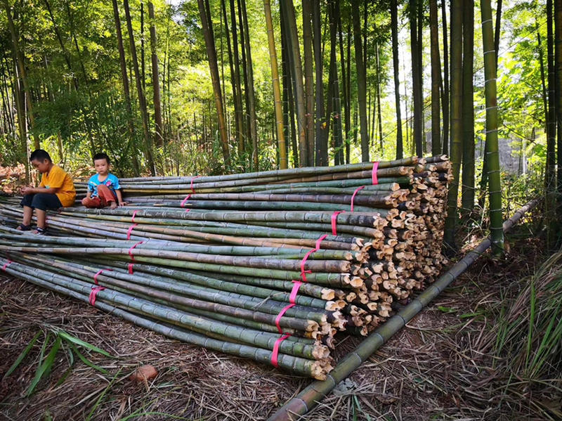 精品4米至6米小竹头撑果树绿化杆香蕉杆