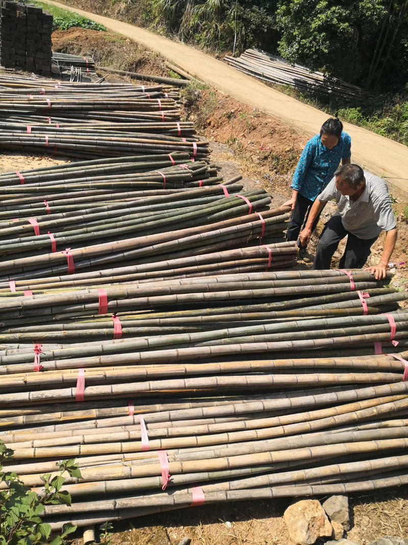 精品4米至6米小竹头撑果树绿化杆香蕉杆