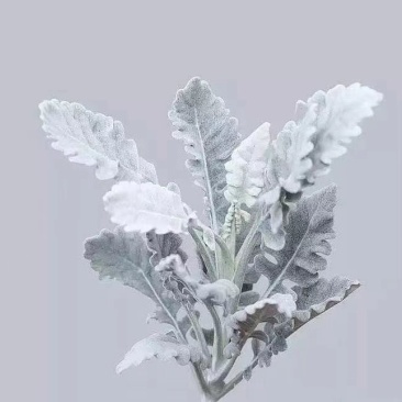 银叶菊，根系好，成活高，价格优惠，高十五公分