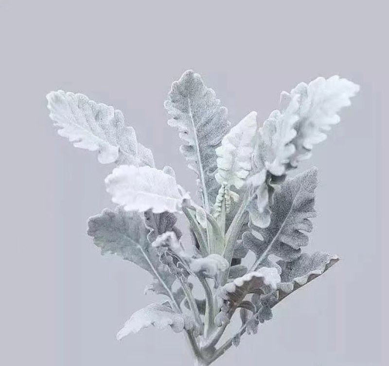 银叶菊，根系好，成活高，价格优惠，高十五公分