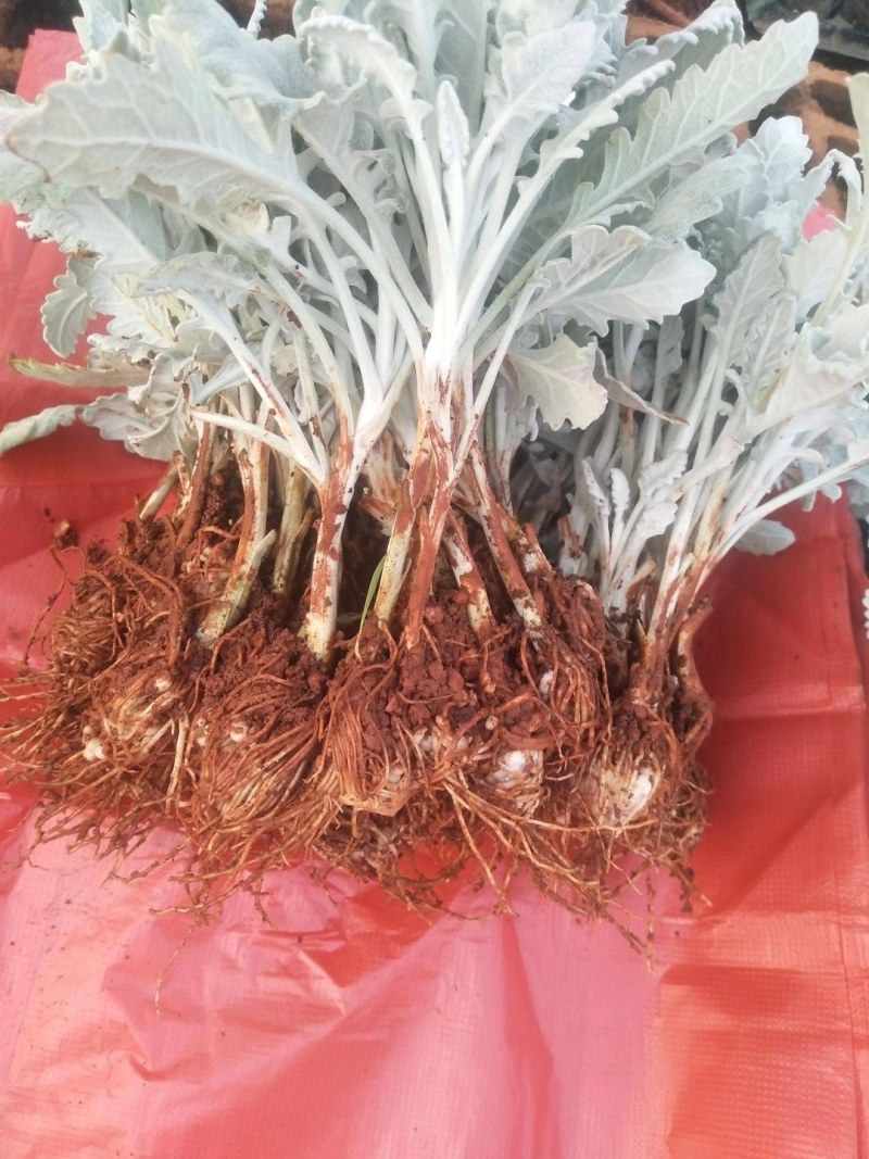 银叶菊，根系好，成活高，价格优惠，高十五公分