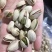 天虹大自开原色白色开口笑开心果