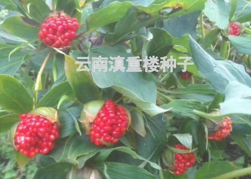 重楼种子云南滇重楼高杆大叶支持货到付款包技术