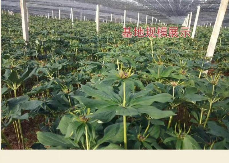 重楼种子云南滇重楼高杆大叶支持货到付款包技术