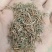 陕西商洛野生垂盆草，药用全草，无硫