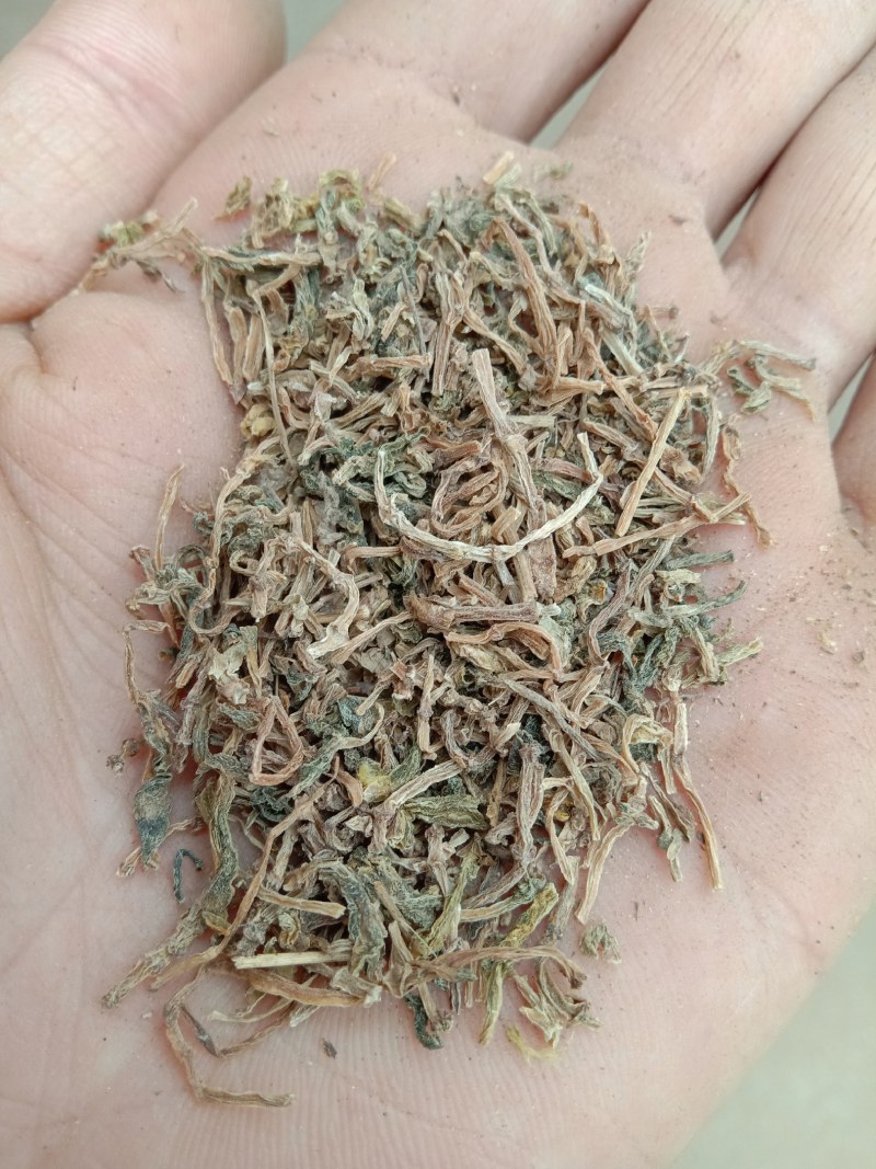 陕西商洛野生垂盆草，药用全草，无硫