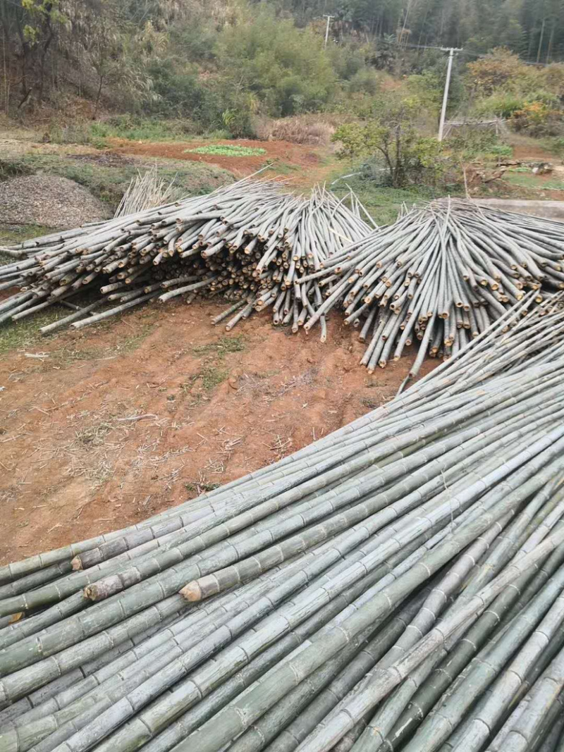 【建筑工地专用竹】精品毛竹7米以上搭外墙建筑工程