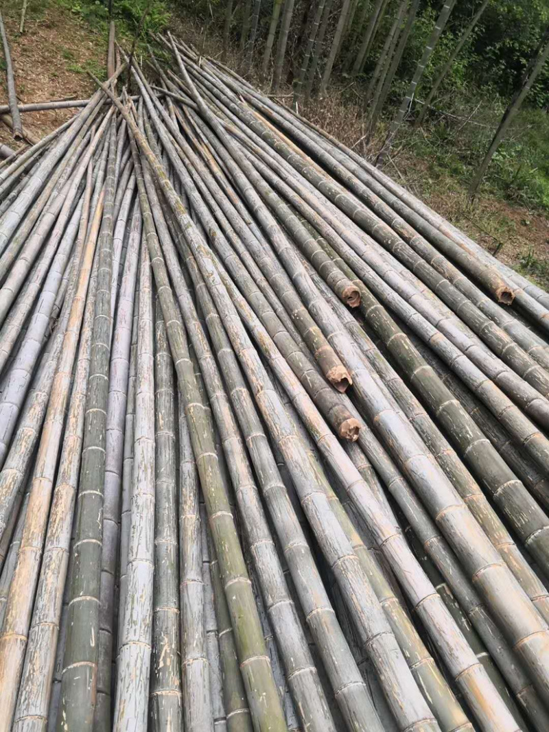 【建筑工地专用竹】精品毛竹7米以上搭外墙建筑工程