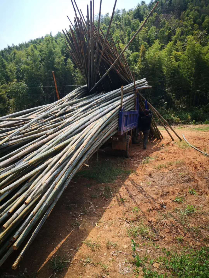 【建筑工地专用竹】精品毛竹7米以上搭外墙建筑工程