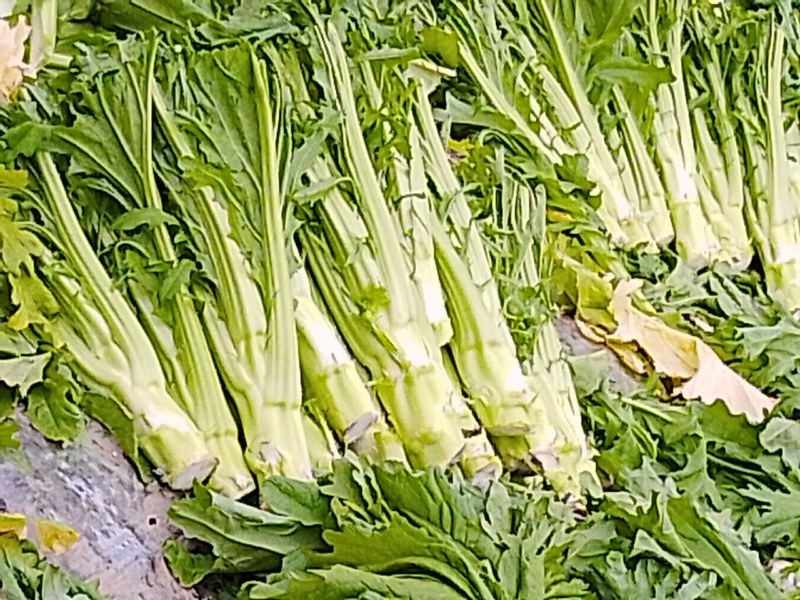 四川省阿坝州松潘棒菜