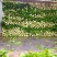 四川省阿坝州松潘棒菜