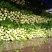 四川省阿坝州松潘棒菜