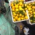 大量供应早熟蜜桔高山上的纯甜