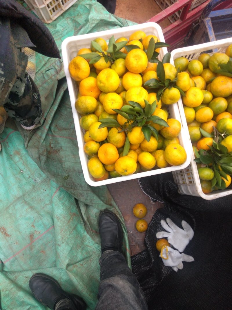 大量供应早熟蜜桔高山上的纯甜