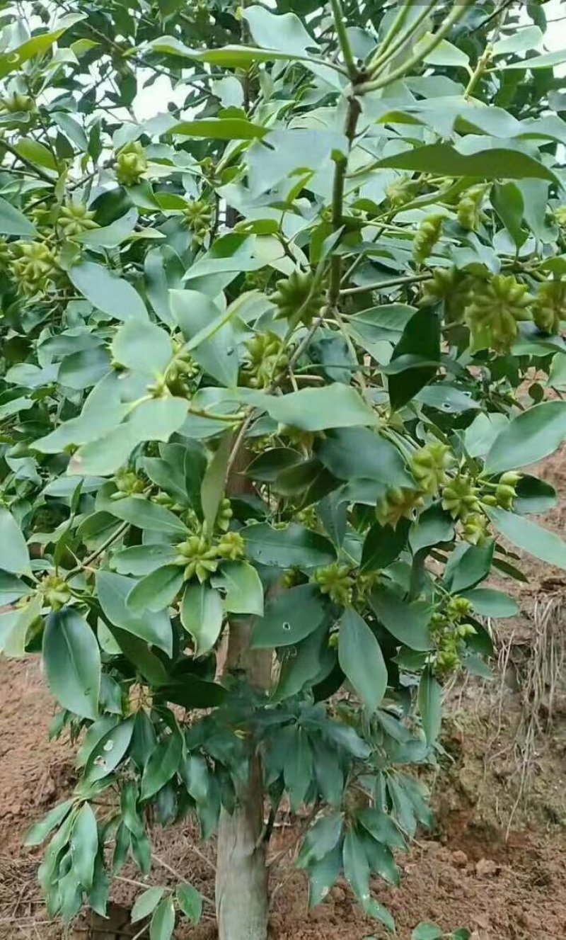 八角苗裸根，嫁接苗，杯苗