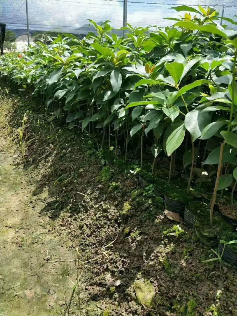 八角苗裸根，嫁接苗，杯苗