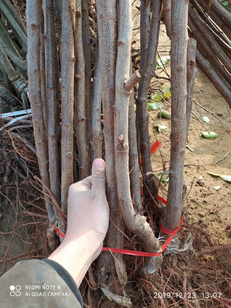 美人醉李子苗，甜度高新品种，包品种，基地直供，品质保证