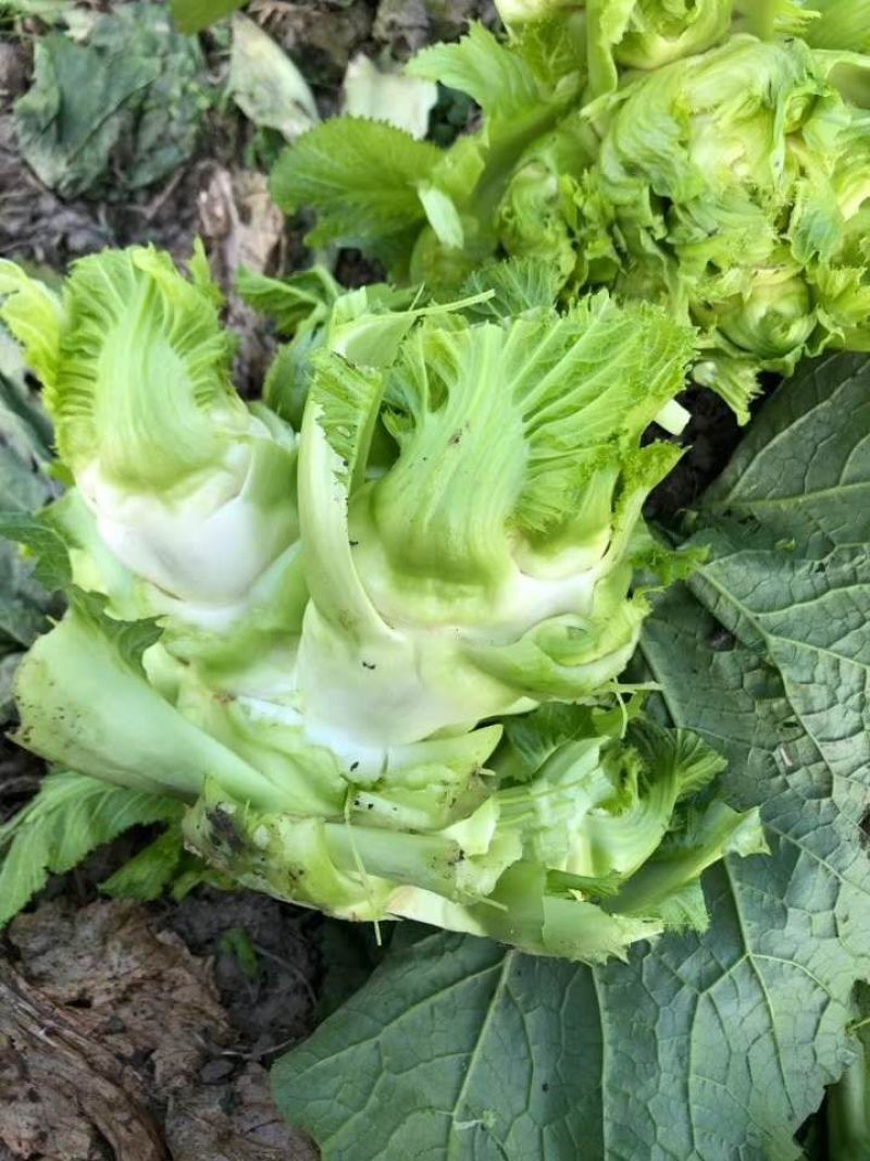 儿菜专业种植量大从优