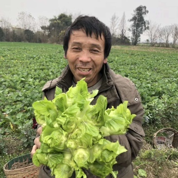 儿菜专业种植量大从优