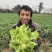 儿菜专业种植量大从优