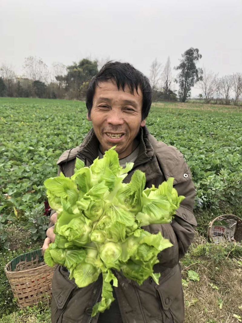 儿菜专业种植量大从优