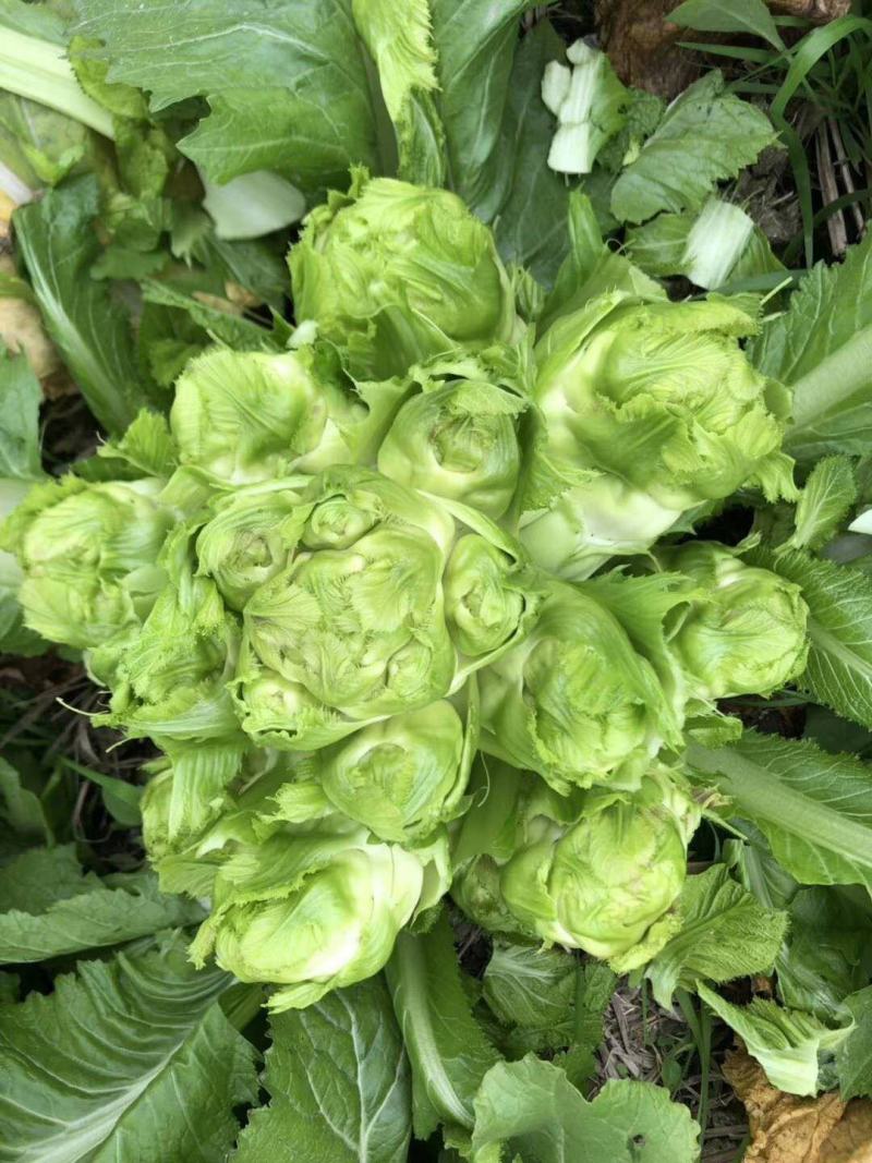 儿菜专业种植量大从优