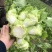 儿菜专业种植量大从优