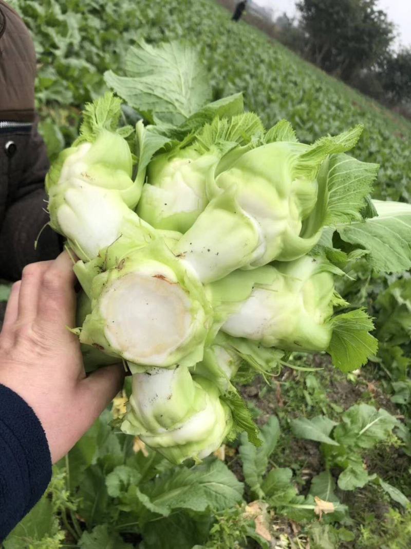 儿菜专业种植量大从优