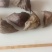 菱角野生菱角河南信阳大别山特产粉襦香甜还是那个童年的味道
