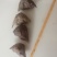 菱角野生菱角河南信阳大别山特产粉襦香甜还是那个童年的味道
