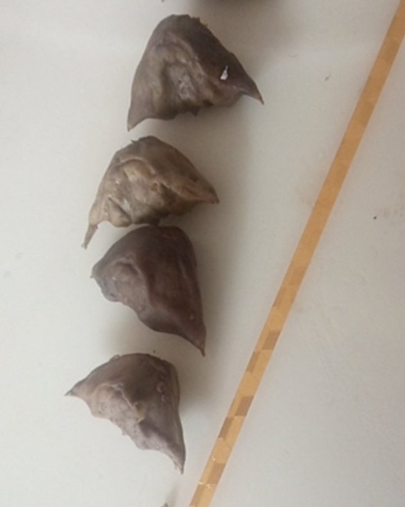 菱角野生菱角河南信阳大别山特产粉襦香甜还是那个童年的味道