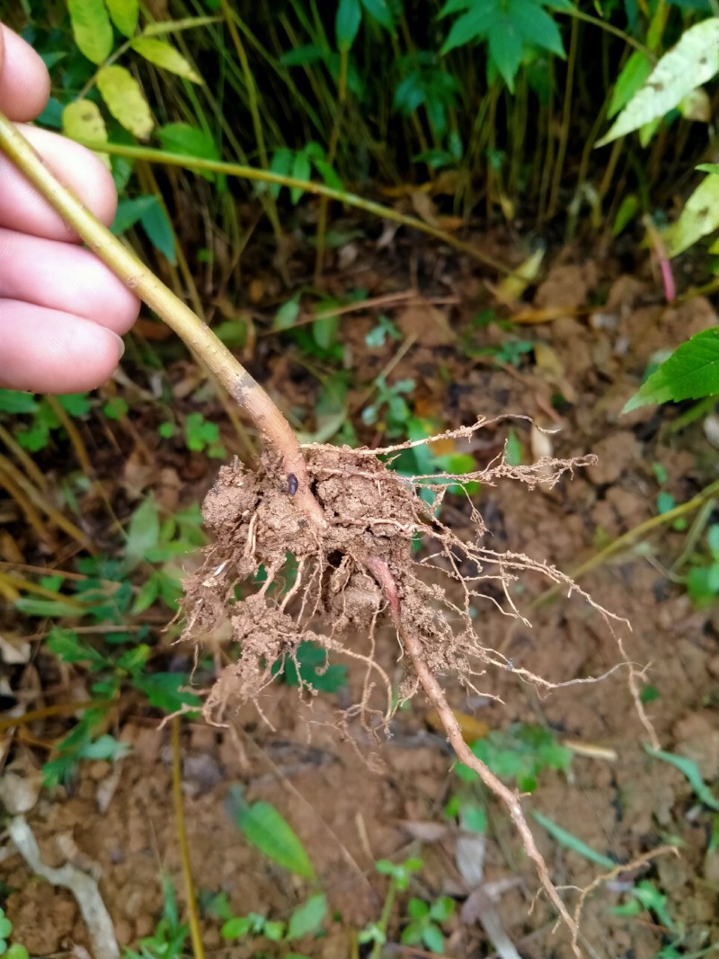 红四季香椿裸苗基地直供价格美丽