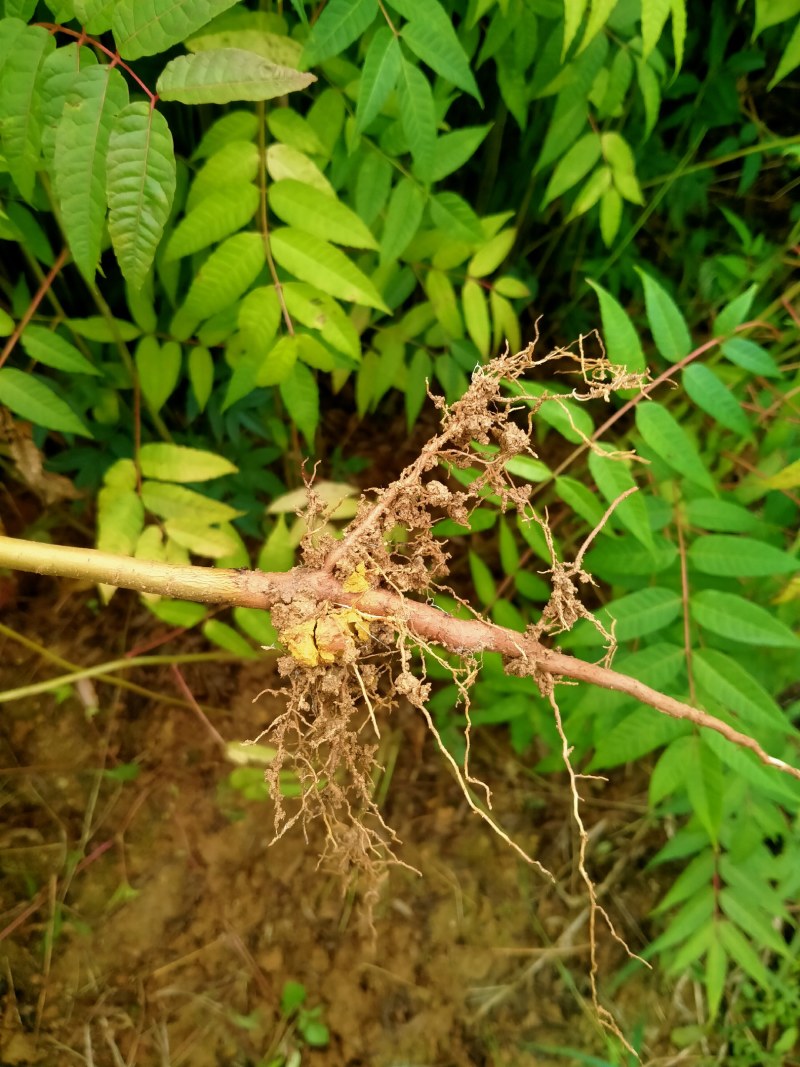 红四季香椿裸苗基地直供价格美丽