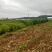 红四季香椿裸苗基地直供价格美丽