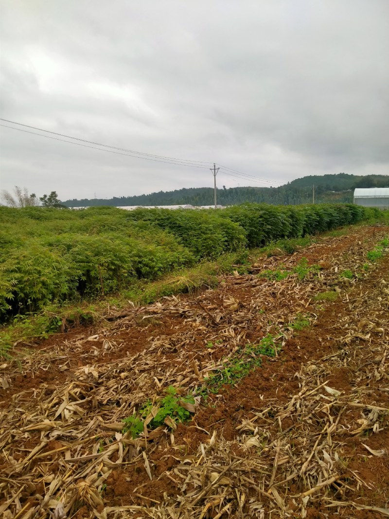 红四季香椿裸苗基地直供价格美丽