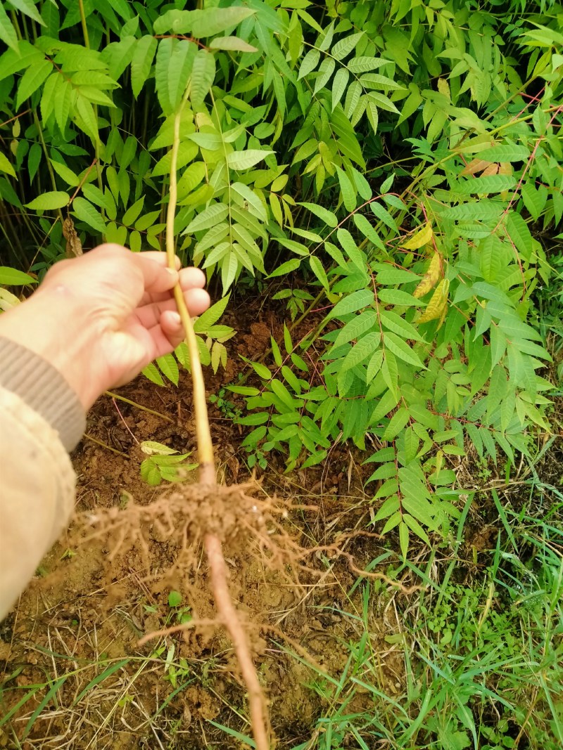 红四季香椿裸苗基地直供价格美丽