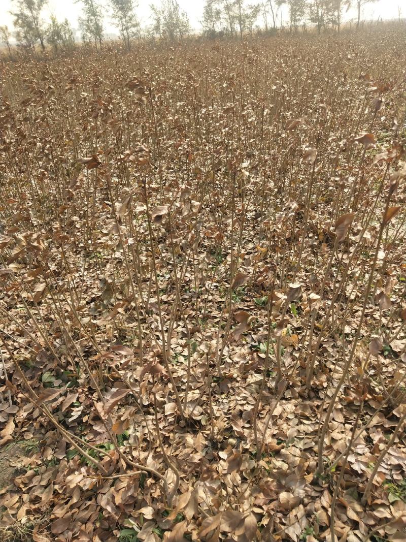 耐寒月季，东北耐寒月季粉牡丹，辽宁月季基地。