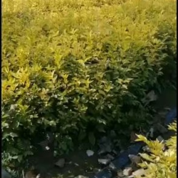 金叶榆，中华金叶榆，东北金叶榆，金叶榆播种苗，金叶榆营养