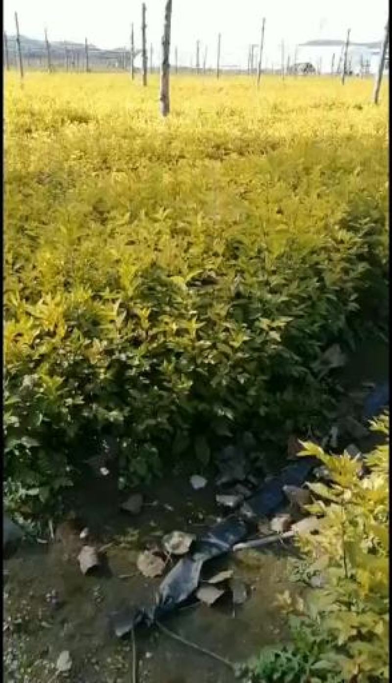 金叶榆，中华金叶榆，东北金叶榆，金叶榆播种苗，金叶榆营养
