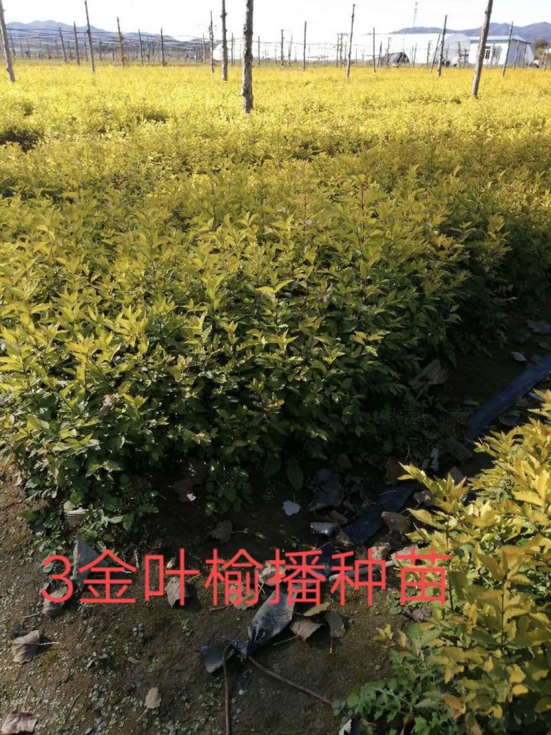 金叶榆，中华金叶榆，东北金叶榆，金叶榆播种苗，金叶榆营养