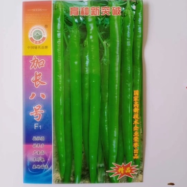 苏润加长八号线椒种子早帅挂果能力里强基地专用品种种子