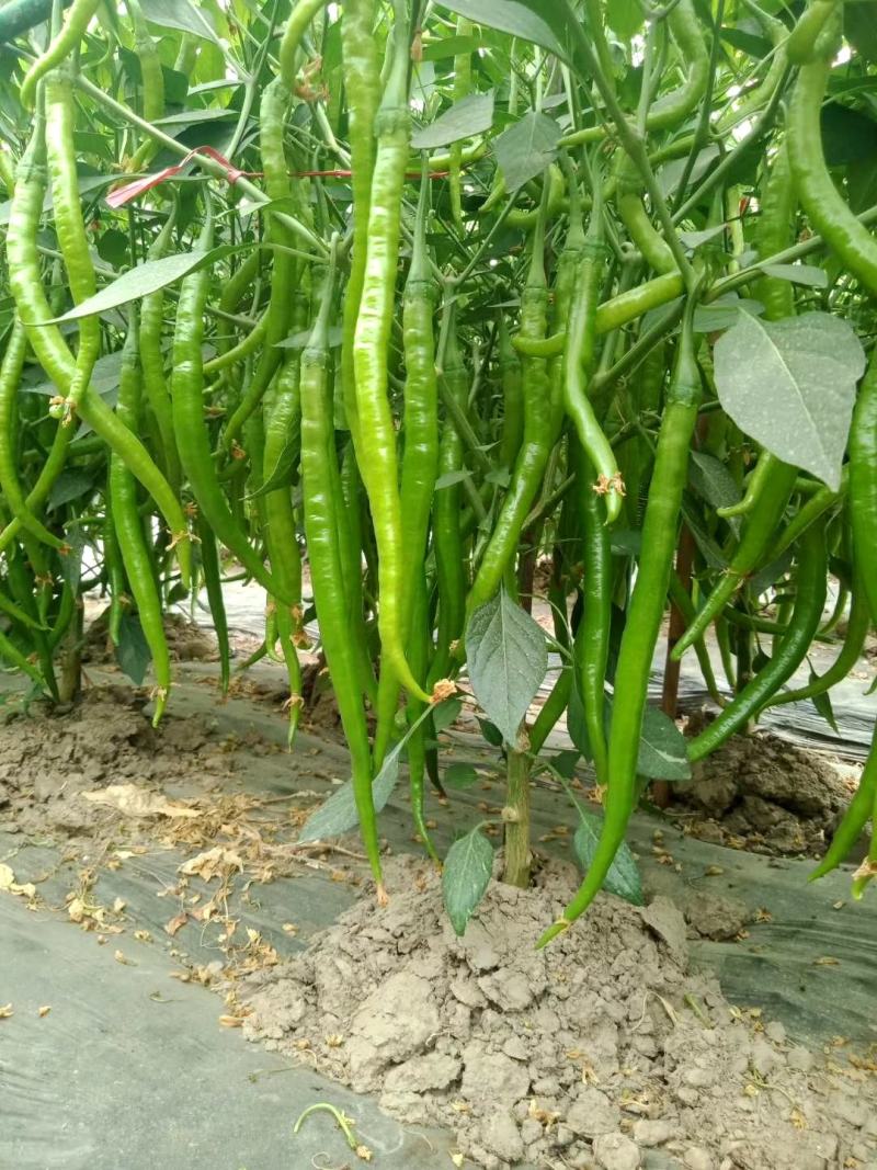 苏润加长八号线椒种子早帅挂果能力里强基地专用品种种子