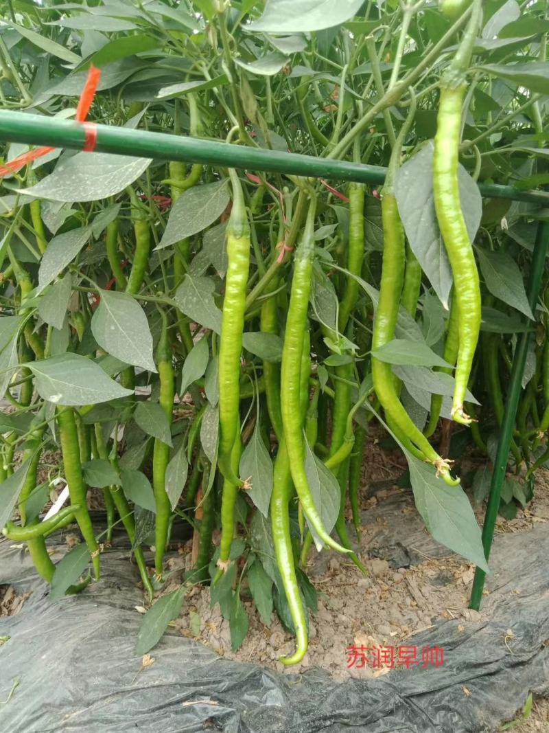 苏润加长八号线椒种子早帅挂果能力里强基地专用品种种子